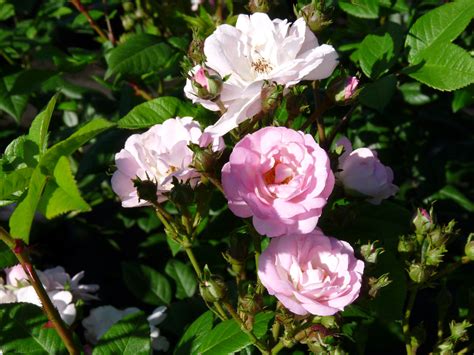 Perennial Blush Klimrozenramblerrozen Rosarium Lottum