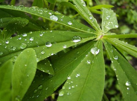Drops On Leaves Dew Free Photo Download Freeimages