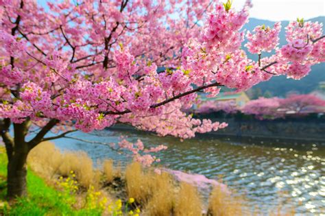 Sakura Trees In Japan