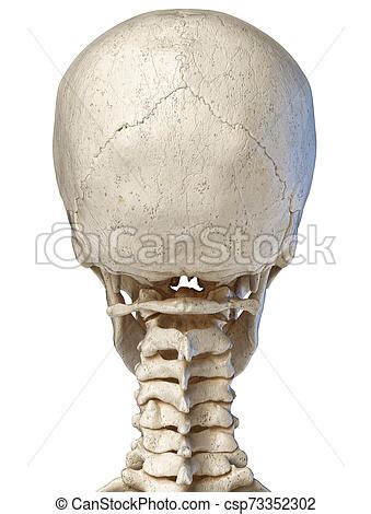 They don't move and united into a single unit. Human skull viewed from the back. Human anatomy 3d illustration of the skull. posterior view, on ...