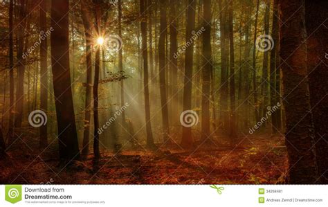 Enchanted Autumn Forest Stock Image Image Of Color Foliage 34268481