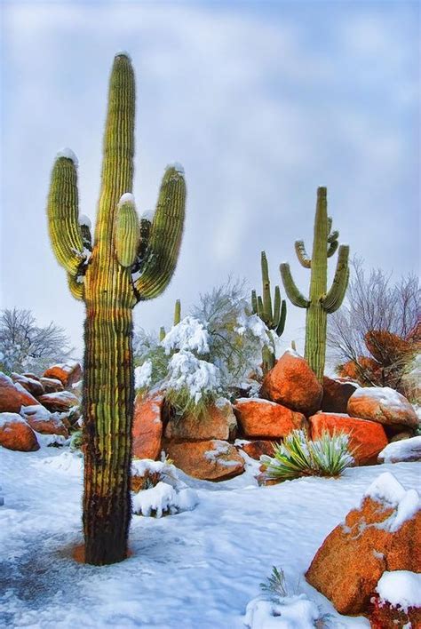 snow on the arizona desert source tumblr beautiful nature