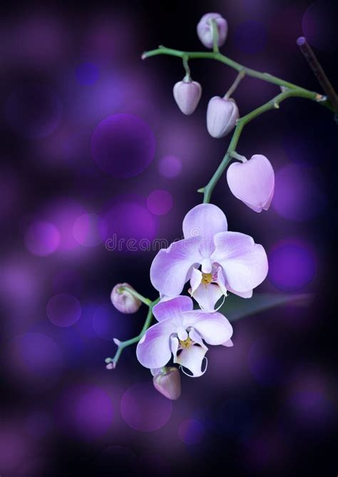 Bright Lilac Orchid Stock Image Image Of Beauty Orchid 27078485