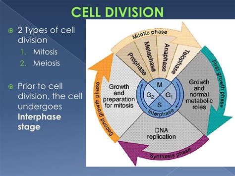 Biological Sciencecell Division