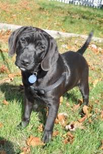 These 9 puppies were saved from a kill shelter in nc. Black Lab Puppies For Adoption In Nh