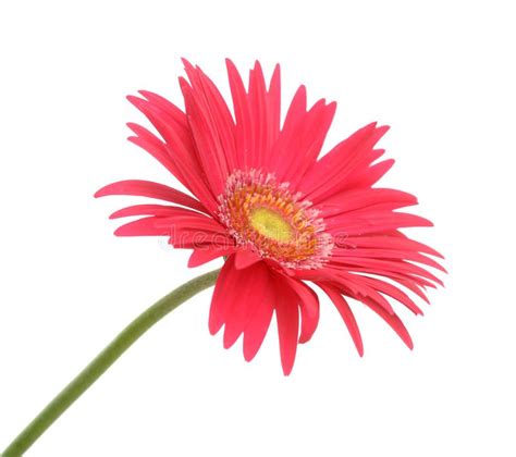 Red Gerber Flower Stock Image Image Of Beautiful Gerbera 5447727