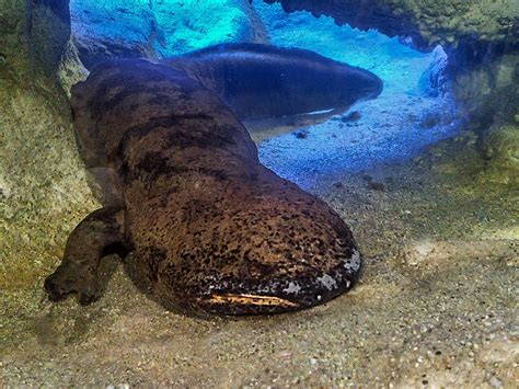 Prague Zoo Displays Probably The Largest Giant Salamander In The World