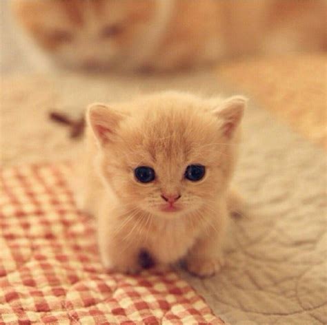 Sooo Cute Kittens And Puppies Cute Cats And Kittens Cute Funny