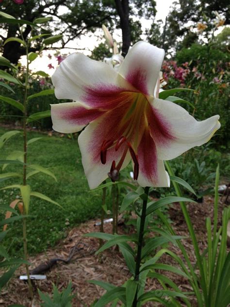Photo Of The Bloom Of Lily Lilium Passion Moon Posted By