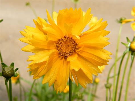Sunny Yellow Coreopsis Flower Photograph By Mary Sedivy Fine Art America