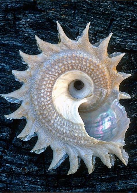 Shell A T From The Sea 40 Wondrous Pictures Bored Art