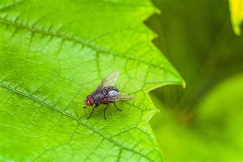 Gray Meat Fly Insect On The Big Green Leaf In Nature Bottle Fly Stock