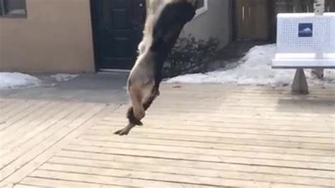 Dumpert Nl Hond Vangt Bal In Slowmotion