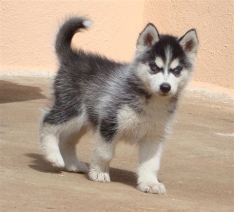 The working class siberian husky, along with the samoyed and the alaskan malamute are descendants of the original sled dog, the eskimo dog (quimmiq).originally, the siberian husky was used to pull heavy sled loads by the chukchi people of northern siberia. Siberian Husky Puppies for Sale(Bangalore Huskys Club 1)(13327) | Dogs for Sale | Price of ...