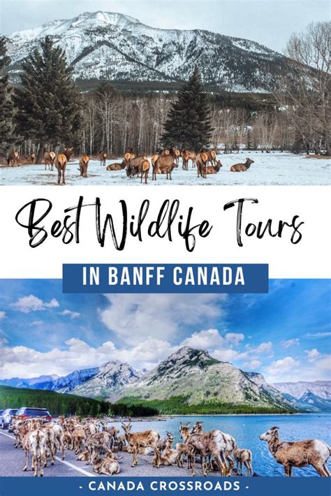 9 Best Wildlife Tours In Banff National Park Canada Crossroads