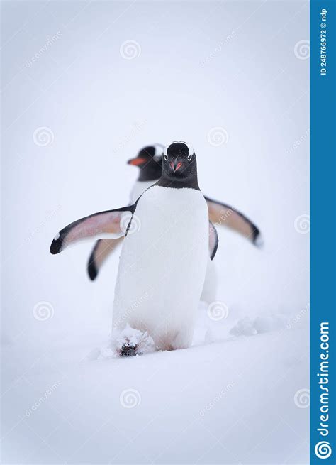 Two Gentoo Penguins Descend Snowy Hill Together Stock Photo Image Of