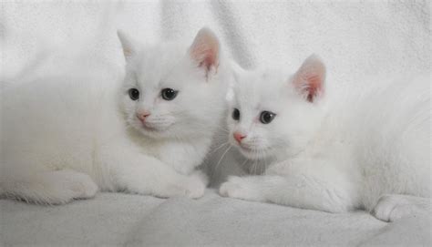 The perfect persian kitten to show breed or just to have as the most loving and sweet. Beautiful Pure WHITE Male Kittens 8wks old | Wolverhampton ...