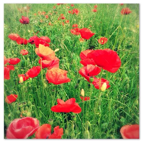 In Flanders Fields Scarlet Poppies Flourish Poppies Flowers