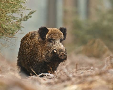 Simple Facts About Wild Boar
