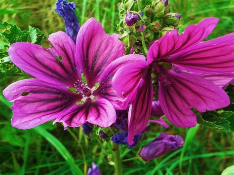 What flowers are purple in color. Flowers Of Purple Color Mallow : Wallpapers13.com