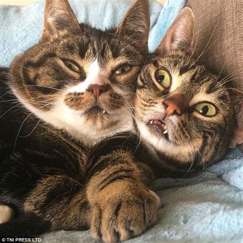 Ugly Cats Are Posted On Purrtacular Website Daily Mail Online