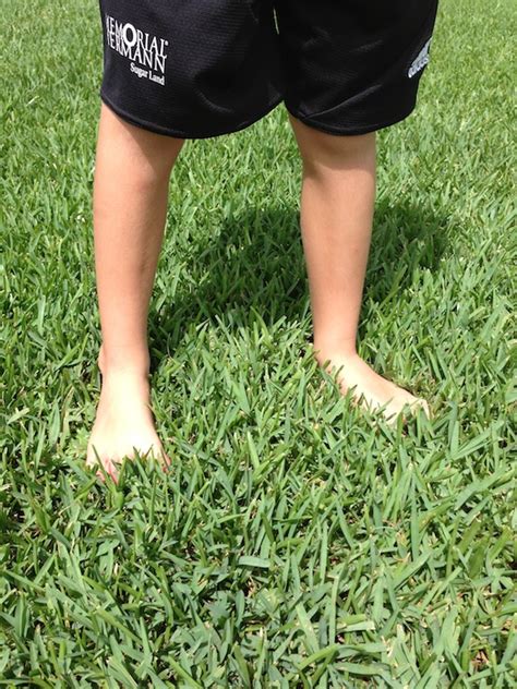 We did not find results for: St. Augustine Grass Sod Types - Pearland - Houston Grass TX