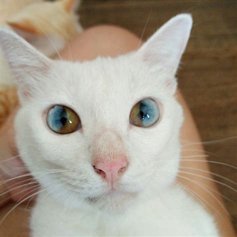 Through Golden Eyes This Cats Eyes Have A Whole Universe