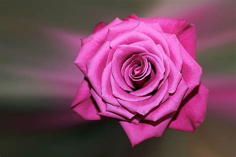 Explore over 26877 high quality clips to use on your next personal or commercial project. Purple Rose Wallpaper 4K Background | HD Wallpaper Background