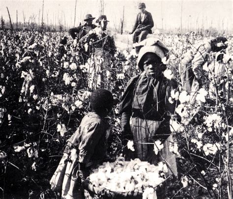 Plantaciones Esclavistas De Algod N