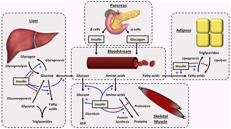 Physiology Of Insulin And Glucagon Insulin Protein Metabolism