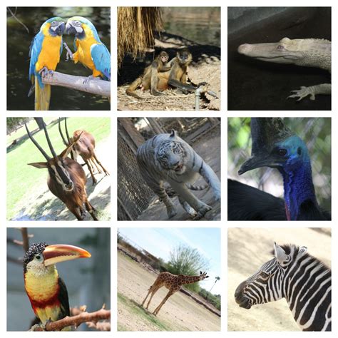 Arizonas Wildlife World Zoo Discount Coupon Travel Tuesday