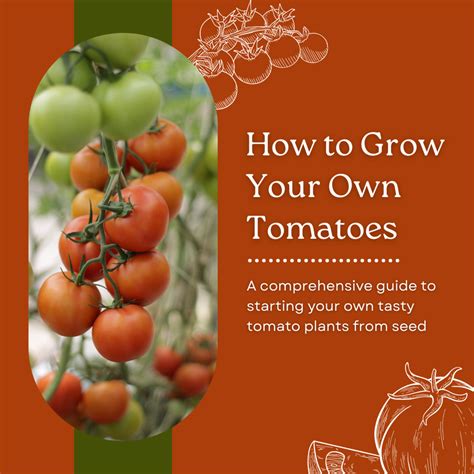 How To Take Care Of A Tomato Plant And How To Grow Them Dengarden