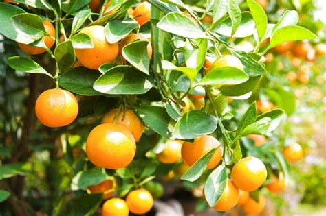Citrus Tree Plant For Sale In Uk 55 Used Citrus Tree Plants