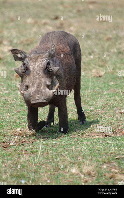 Central African Warthog Phacochoerus Africanus Massaicus Feeding In