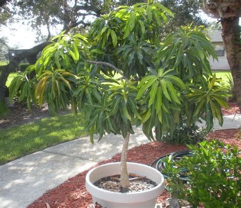 How To Grow Mango Tree In A Pot Growing Mangoes Indoors