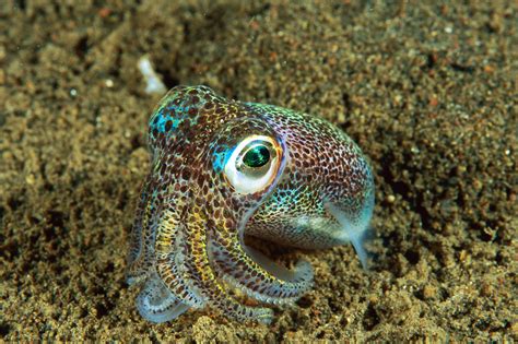 Euprymna Berryi Commonly Called Humming Bird Bobtail Squid Or Berrys