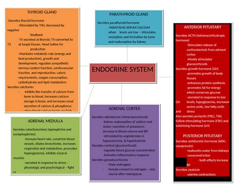 Endocrine System Concept Map Tagged Endocrine System Thyroid Gland