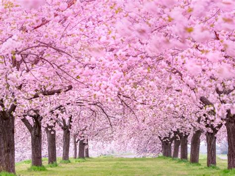 Gambar Bunga Sakura Pink