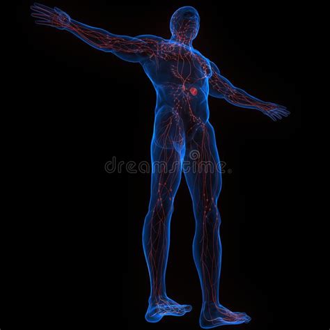 Humane Interne Systeem Lymfeklieren Anatomie Stock Illustratie