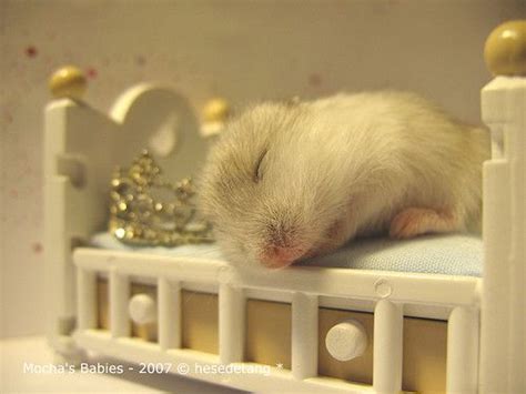 Hamster Sleeping