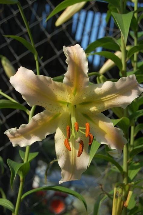 Photo Of The Bloom Of Lily Lilium Elusive Posted By Pixie62560