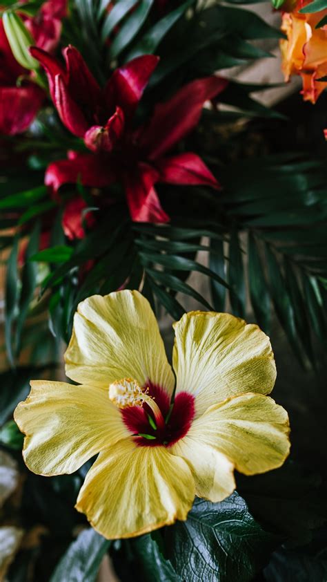 Hawaiian Flower Wallpaper (53+ pictures)