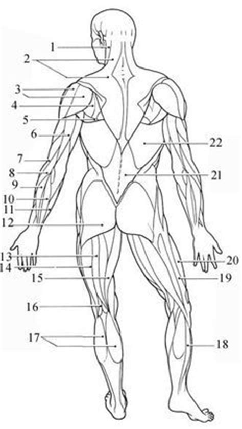 Unlabeled muscular system front and back. muscular system worksheets - Bing Images | physical education | Pinterest | Muscles, Learning ...