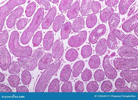 section of testis tissue under the microscope stock image image of gland human 133364519