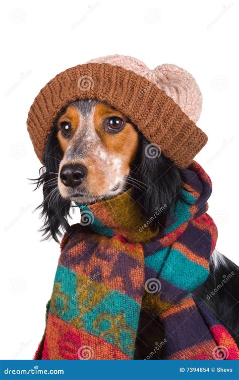 Portrait Of Cute Dog With Hat Stock Photo Image Of Cute Humoristic
