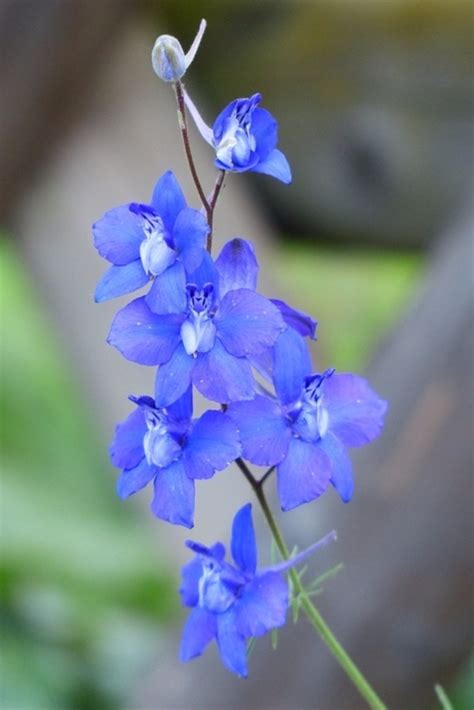 Delphinium Summer Blues Larkspur Flower Types Of Blue