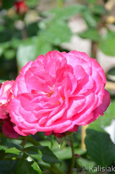 Rosa Maxim Róża Nostalgiczna