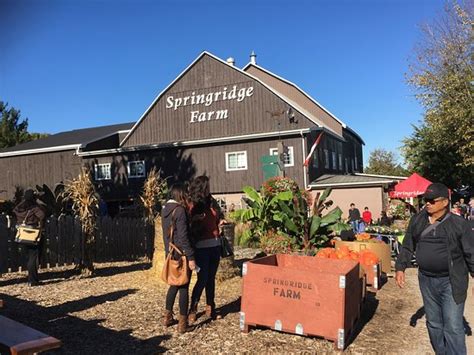 Springridge Farm (Milton) - All You Need to Know Before You Go - TripAdvisor