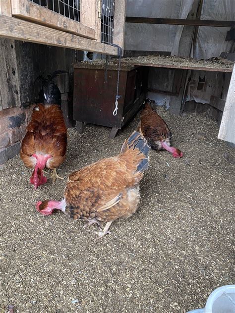 Transylvanian Naked Neck Large Fowl Chickens Hatching Eggs X 12 EBay