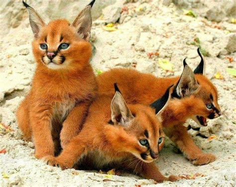 Caracas Kittens Caracal Kittens Wild Cats Cute Animals